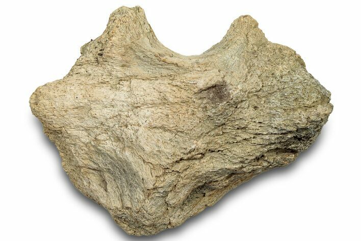 Dinosaur (Triceratops) Frill Shield Section - Montana #303402